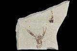 Fossil Lobster (Pseudostacus) Pos/Neg - Lebanon #112648-6